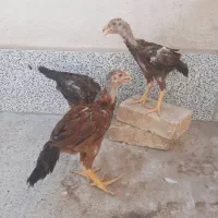 جوجه خروس لاری