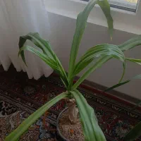 گل سالم برای جابجایی جابجایی میفرشم
