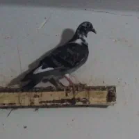 ابلغ
