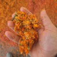 تفاله گوجه