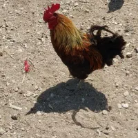 فروش خروس محلی