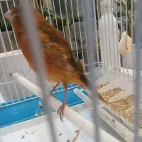 نر سرخ بخون