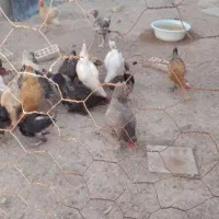 مرغ وخروس