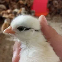 جوجه محلی یک هفته ایی