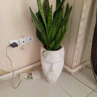 دوعدد گل زیبا
