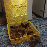 دستگاه جوجه کشی