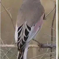 سهره خاکی جوان