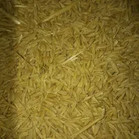 گندم و جو