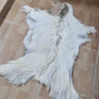 پوست دباغی پادری