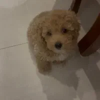 toy poodle