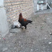 خروس لاری