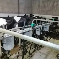 کارگر گاوداری