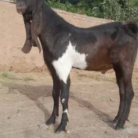بزغاله ‌پنجابی پاکستانی