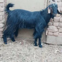 فروش گوسفند چاق