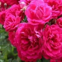گل محمدی