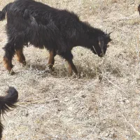 فروش کهره نروماده ترکی درجه1