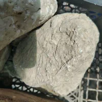 فروش تعدادی فسیل