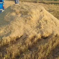 کاه سفیددرجه یک درخدمت دوستان هستیم