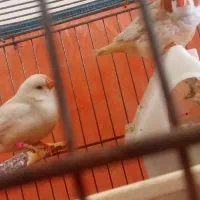 فنچ هافورنج جفت کینگ اروپایی