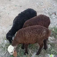 بره .ماده 3تا خوراک خور