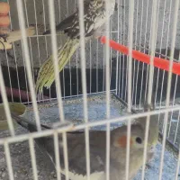 عروس هلندی سیامون