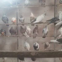 کفتر پرشی همه سالم سرحال