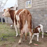 یک رئس گاو سیمینتال نمونه با گوساله نر