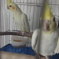 عروس هلندی جفت