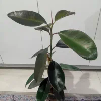 گل آپارتمانی فیلکو