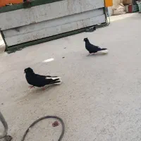 کبوتر