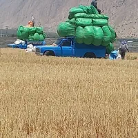فروش کاه امسال تحویل دامداری ب صورت فله و شلیف