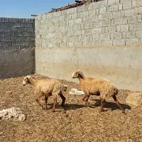 دوعدد میش ابستن  با دوبره بزرگ پارسال