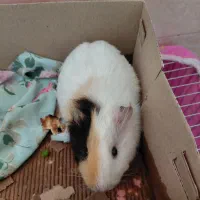 خوکچه هندی،خرگوش