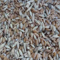 گندم|گل و گیاه طبیعی|حمیدیه, |دیوار