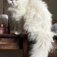 واگذاری پرشین چشم آبی