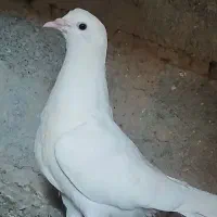 کفتر|پرنده|هامون, |دیوار