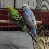یک جفت مرغ عشق نر و ماده (نر فولبادی )