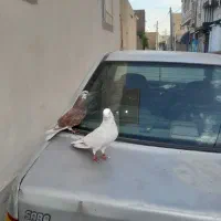نر و ماده