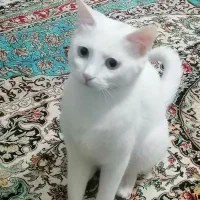 گربه ترکیش