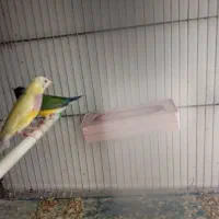 جفت فنچ گلدین