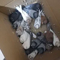 کفتر پرشی تهرانی