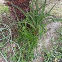 گل سیکاس|گل و گیاه طبیعی|چالوس, |دیوار