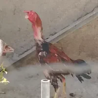 خروس لاری