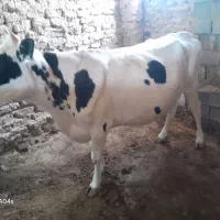گاو ابستن
