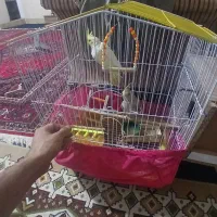 ۲تاعروس هلندی باقفسووسایل و۲میلیون ۴۰۰ باغذا بزنگ