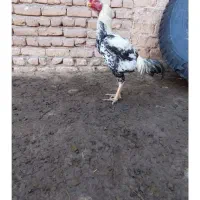 مرغ و خروس هندی نوک طوطی اوشامو