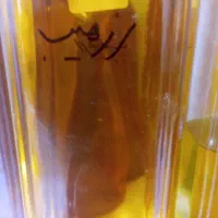 فروش عمده و خرده روغن خالص گیاهی