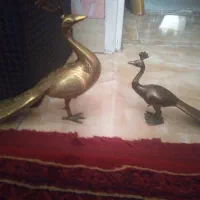 یک جفت طاووس
