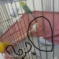 یک جفت مرغ عشق مولد به شرط