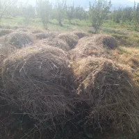 علف یونجه